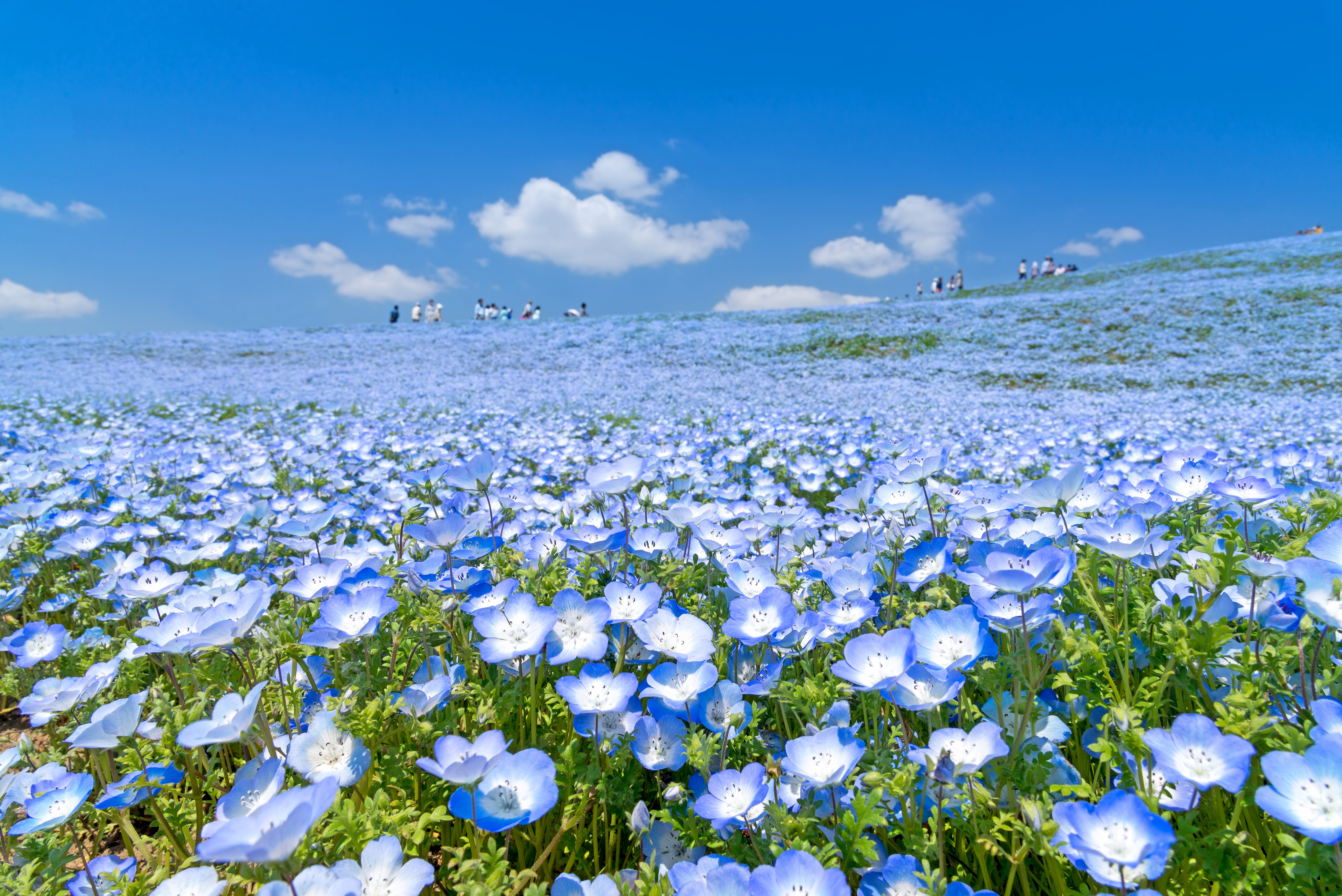 粉蝶x賞櫻 日立海濱公園 超夢幻粉蝶花 白石川堤千本櫻 那須採草莓 溫泉美食五日關團 Eztravel易遊網