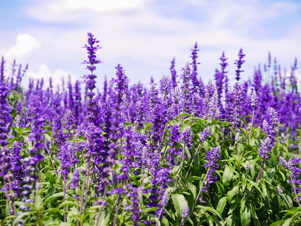 紫愛北海道 花現富良野 函館三大蟹 和風便當diy 森之庭渡假村五日 含稅 關團 Eztravel易遊網